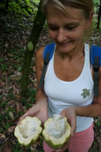 Opening the Cocoa Bean pod